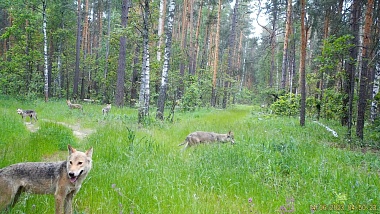 Окский заповедник показал снимки волков и рыси с фотоловушек