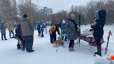 В Рязани прошли выступления домашних питомцев 