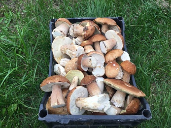 В Рязанской области 4 района накрыл урожай белых грибов