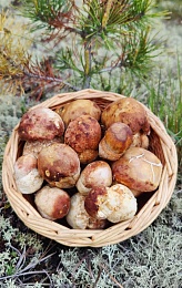 Рязанские леса в мае накрыло волной маслят и белых грибов - 62ИНФО Рязанские леса в мае накрыло волной маслят и белых грибов