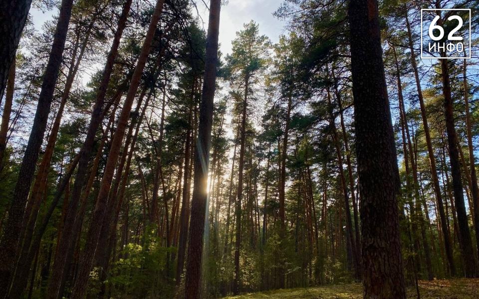 Кораблинца могут посадить за найденные в лесу патроны - 62ИНФО