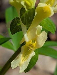 Рязанцам показали лесное «буйство красок и праздник жизни»
