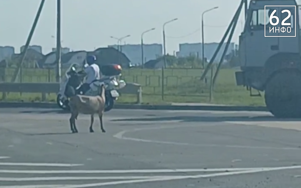 Козёл встал посреди пробки на Южной окружной в Рязани - 62ИНФО