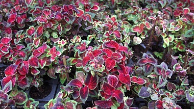 В Рязани клумбы украсят 400 тысяч однолетних растений