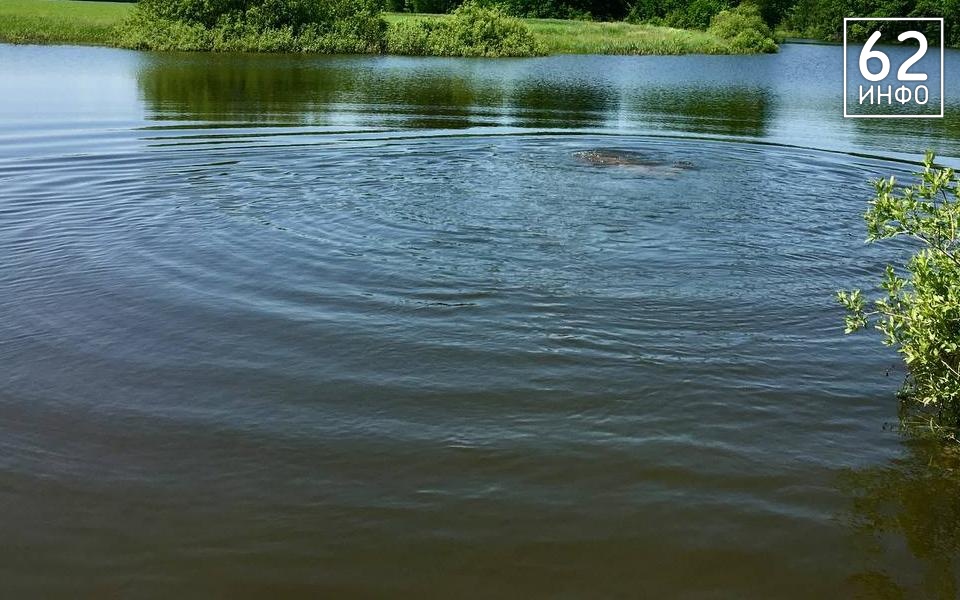 Рязанец в Лесопарке спас утопающего в Оке - 62ИНФО