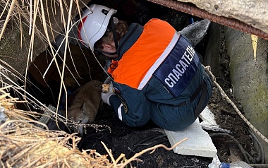 Спасатели МСО РязГМУ «Salus» вытащили провалившуюся в траншею собаку