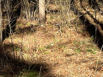 В Рязанской области заметили крушинниц-скороспелок