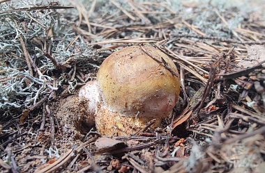 Рязанские леса в мае накрыло волной маслят и белых грибов - 62ИНФО Рязанские леса в мае накрыло волной маслят и белых грибов