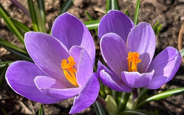 В Рязани цветут крокусы и пролески