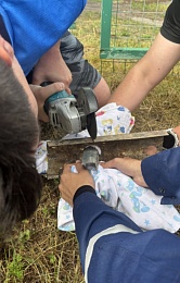 Рязанские волонтеры спасли застрявшего в дыре котенка