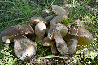 В Пителине нашли гриб-гигант