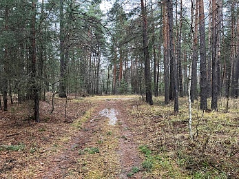 В рязанских лесах в декабре цветут цветы и растут грибы
