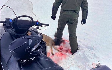 Добивали косулю аккумулятором: в Рязанской области задержали двоих браконьеров