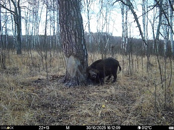 В рязанском лесу заметили рысь и волчью стаю - 62ИНФО В рязанском лесу заметили рысь и волчью стаю