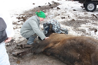 Зубровый питомник Окского заповедника рассказал о зверях на "Ме" в день 65-летия