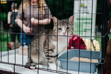 На выставке "Пойдем домой" в Лесопарке Рязани 9 собак и 4 кошки нашли хозяев