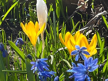 В Рязани цветут крокусы и пролески