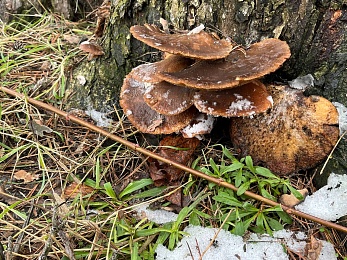 Грибники, к бою: в январе рязанские леса заполонили опята