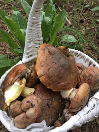 В рязанских лесах собирают свинухи и корзины маслят в мае