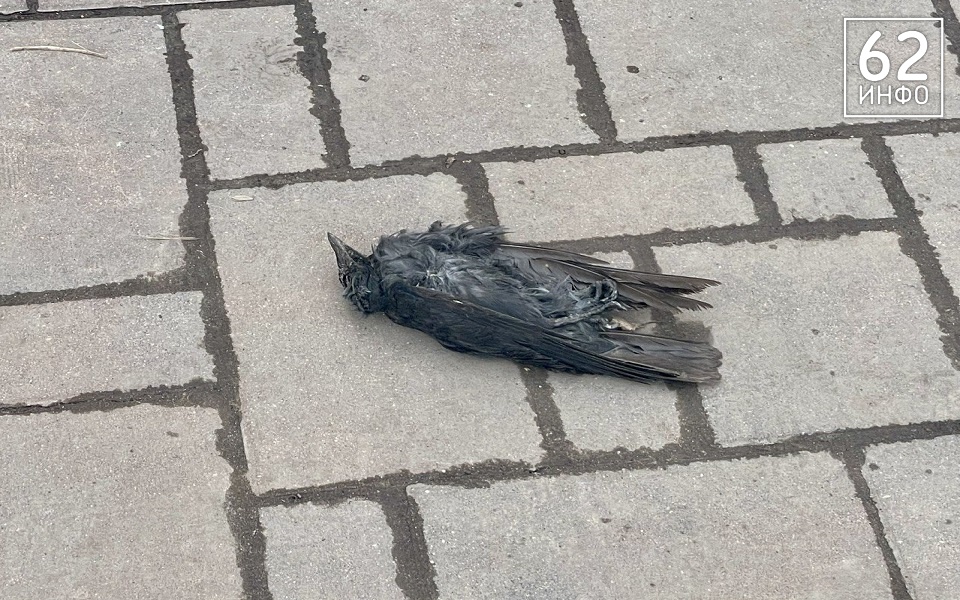 В Рязани массово гибнут птицы - 62ИНФО