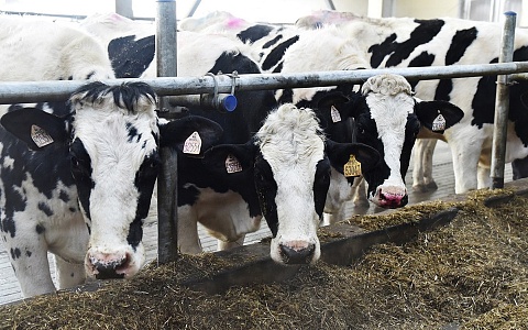 В Рязанской области выросло производство животноводческой продукции