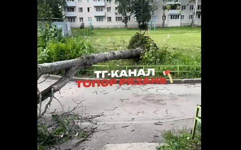 В Рязани ветром повалило дерево