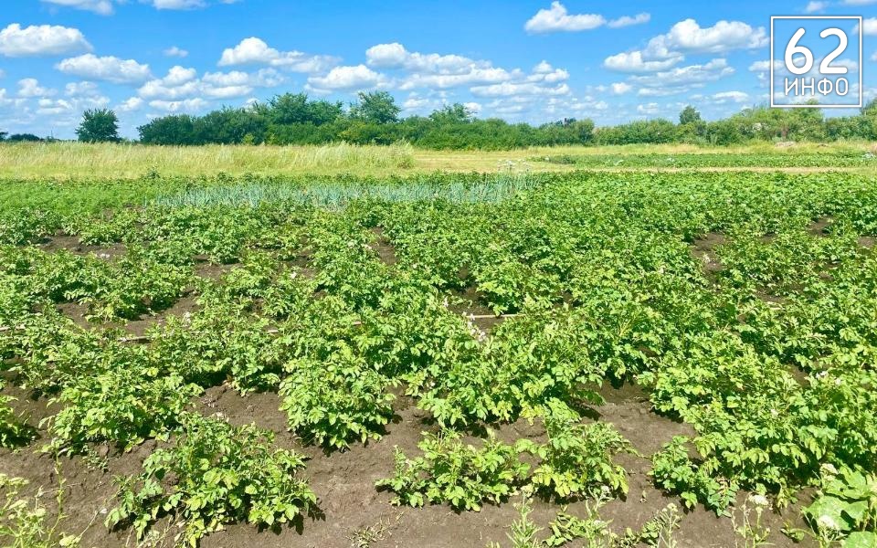 В Сасовском районе установили карантин из-за повилики - 62ИНФО