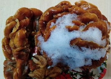 Рязанцы массово собирают в лесах зимние опёнки