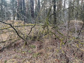 Аномальный февраль: в лесах под Рязанью распускается листва и растут грибы