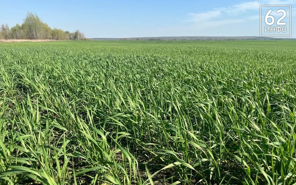 В Рязанской области аграрии начали весенние работы в полях - 62ИНФО