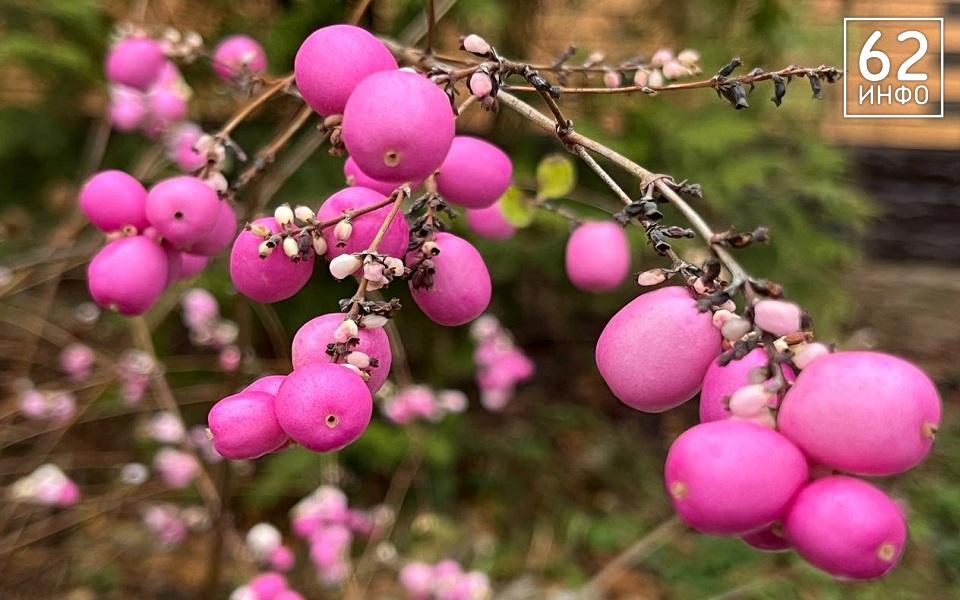 Рекордное весеннее тепло придет в Рязань 28 января - 62ИНФО