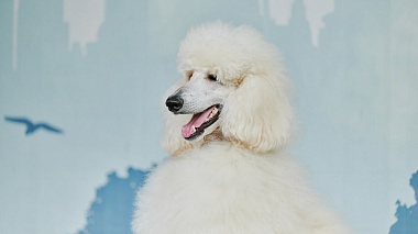 В Рязани открылась выставка в честь 105-летия Российского цирка