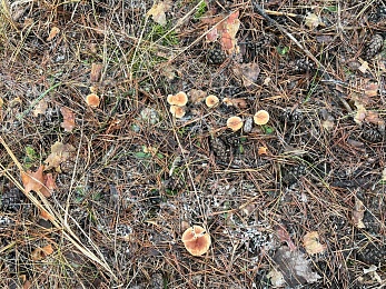 Грибники, к бою: в январе рязанские леса заполонили опята