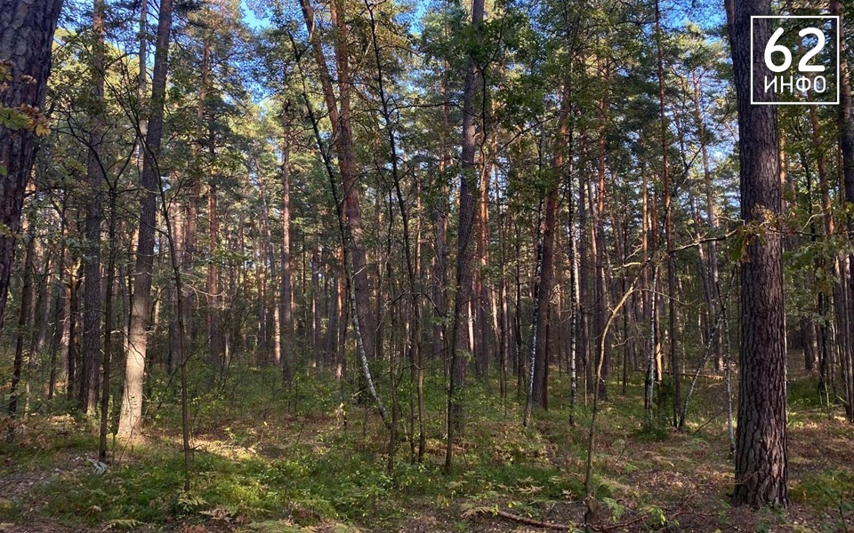 За прошедшую неделю в Рязанской области 33 человека пострадали от укуса клещей - 62ИНФО