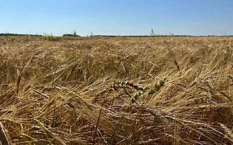 Пшеницу на посев впервые отправили из Рязанской области в Монголию 