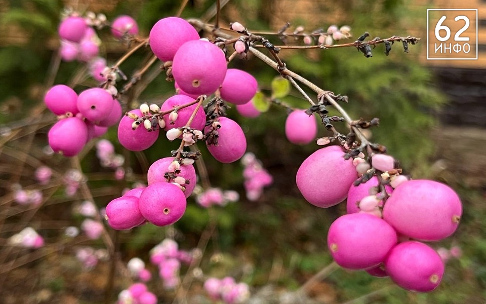 В Рязанской области сохранится аномальное тепло - 62ИНФО