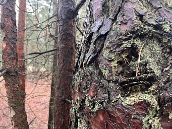 Аномальный февраль: в лесах под Рязанью распускается листва и растут грибы