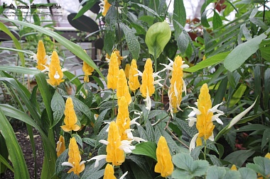 В музее Есенина в Константинове открыли оранжерею Кашиной - 62ИНФО В музее Есенина в Константинове открыли оранжерею Кашиной