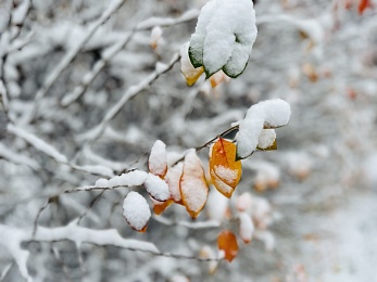 Фоторепортаж: в Рязани 15 ноября выпал первый снег