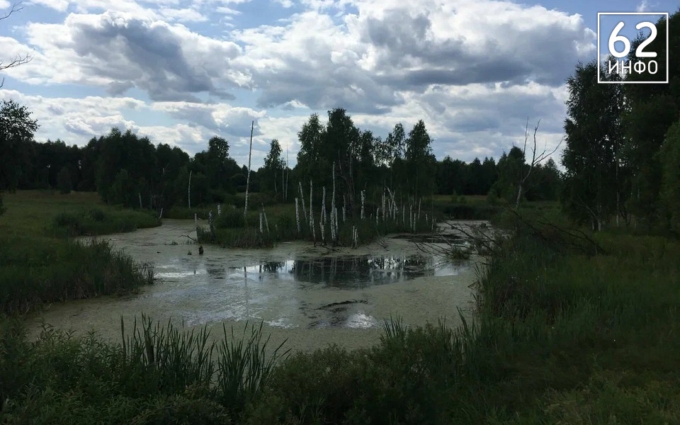 Выхухоль стремительно покидает Рязанскую область - 62ИНФО