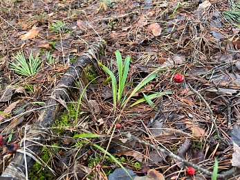 Аномальный февраль: в лесах под Рязанью распускается листва и растут грибы
