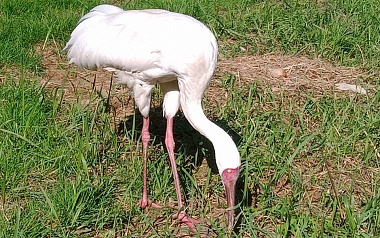 В Окском заповеднике появился на свет первый в этом году стершонок