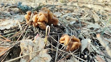 Строчки пошли: рязанцы делятся грибными местами