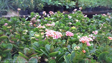 В Рязани клумбы украсят 400 тысяч однолетних растений