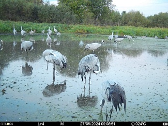 В рязанских лесах заметили серых журавлей и лося
