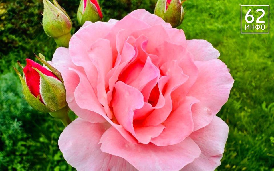 В Центральной России ожидается до +27 градусов к выходным - 62ИНФО