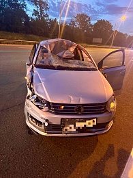 В ДТП с двумя лосями под Рязанью пострадала пассажирка Volkswagen Polo