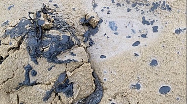 Рязанцы посвятили новогодние выходные очистке пляжей от мазута в Анапе