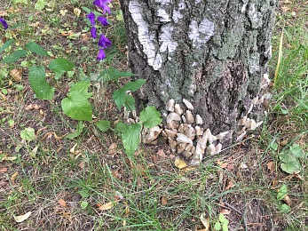 Рязанские эксперты рассказали, как бороться с непарным шелкопрядом
