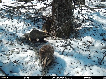 В Окском заповеднике сфотографировали жизнерадостных бобров и голодных волков